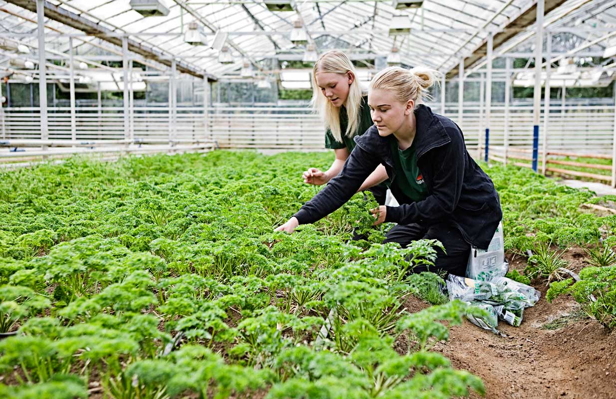 The greenhouse revolution in Iceland
